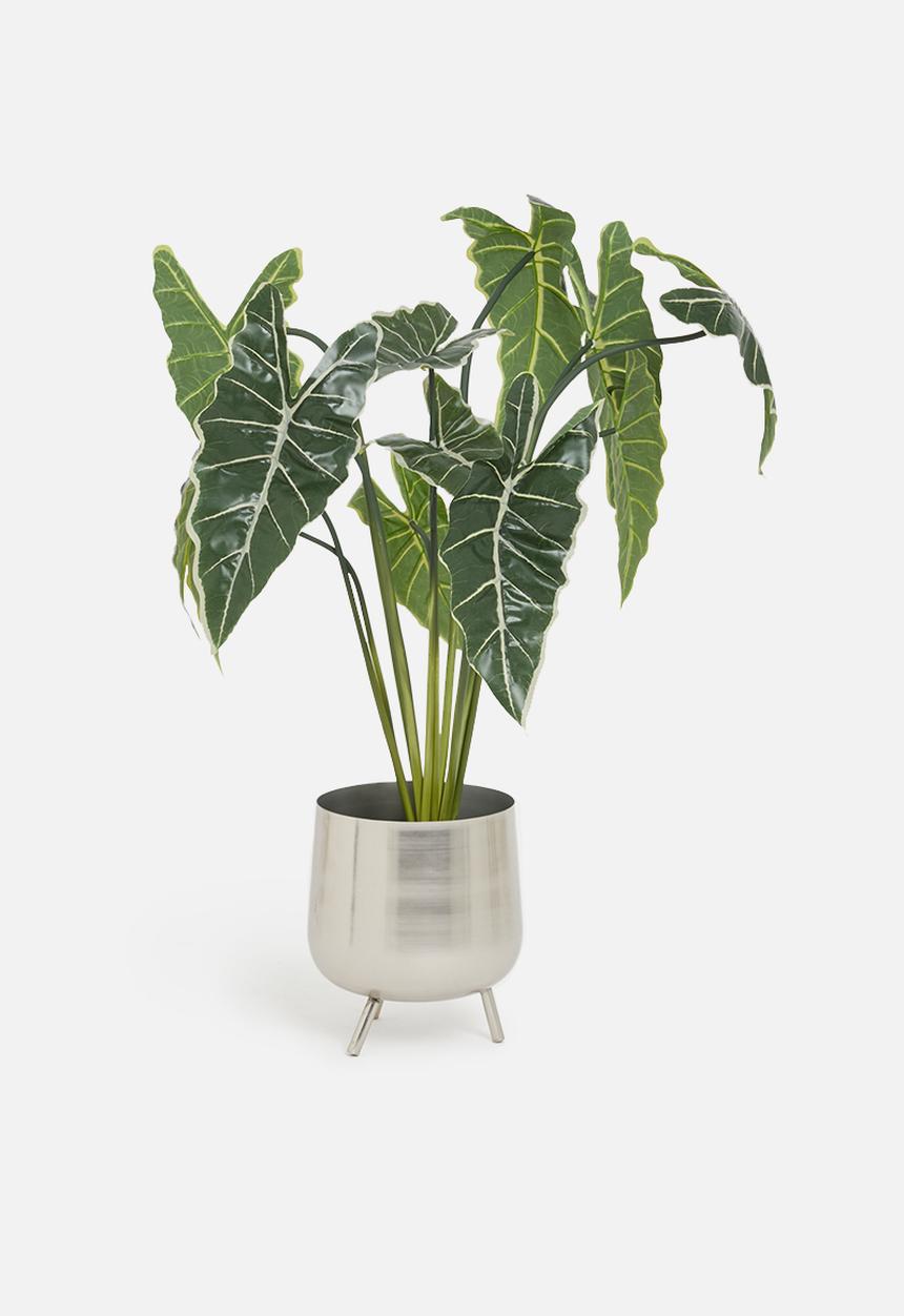 H&S - Plant - green