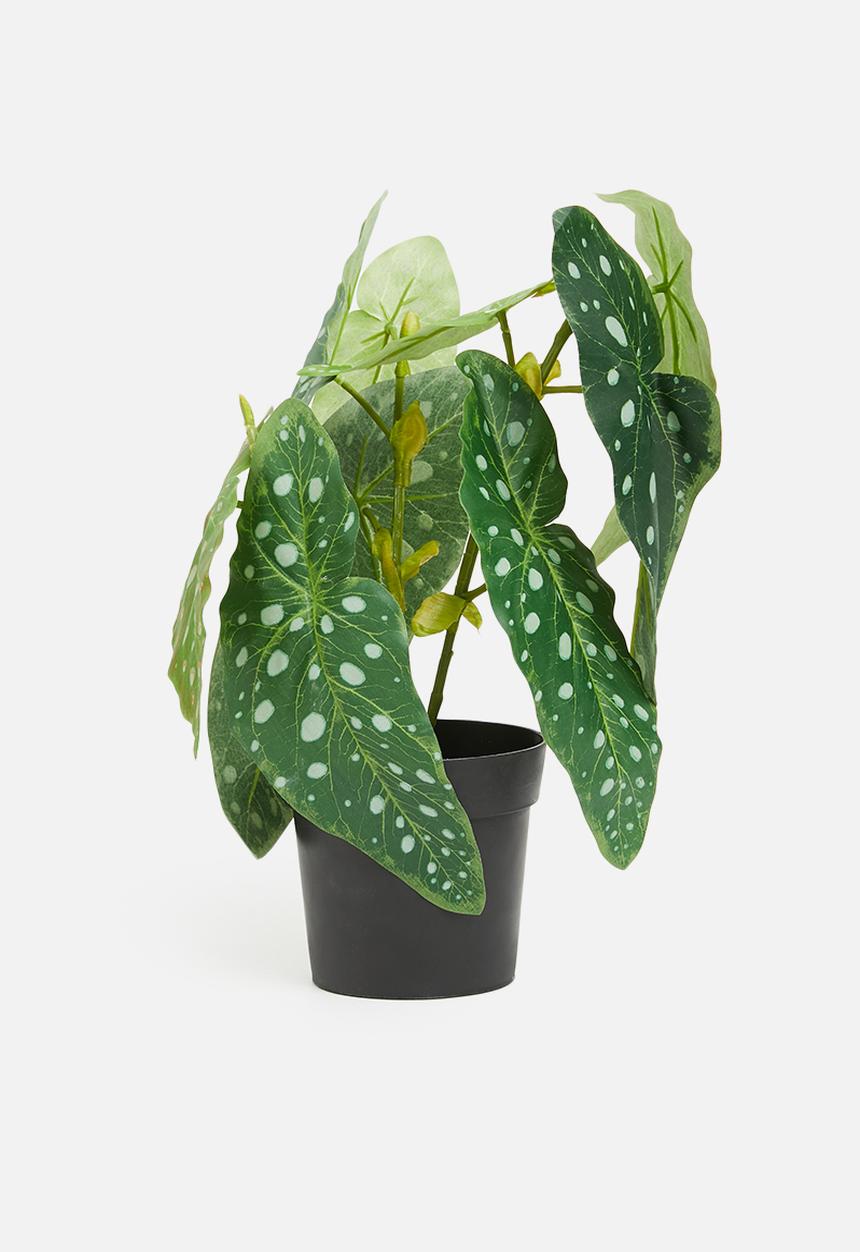 H&S - Begonia potted - green spotted
