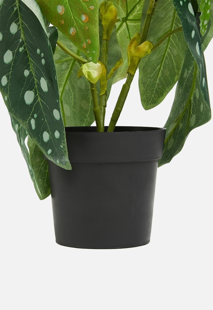 H&S - Begonia potted - green spotted