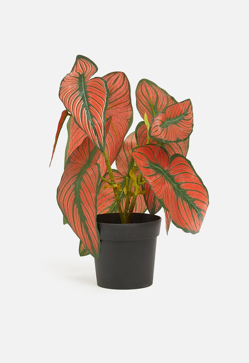 H&S - Calathea potted - green & red