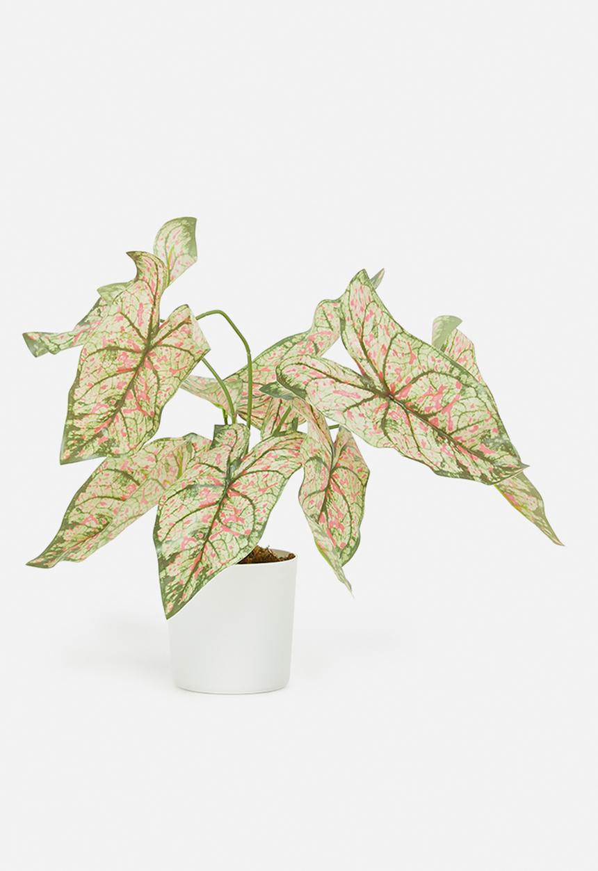Sixth Floor - Mini pink taro artificial plant - white pot