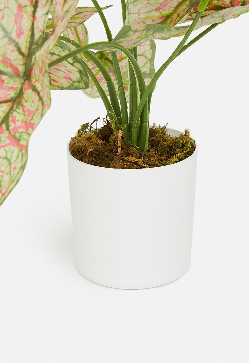 Sixth Floor - Mini pink taro artificial plant - white pot