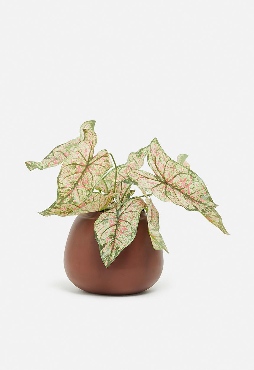 Sixth Floor - Mini pink taro artificial plant - white pot