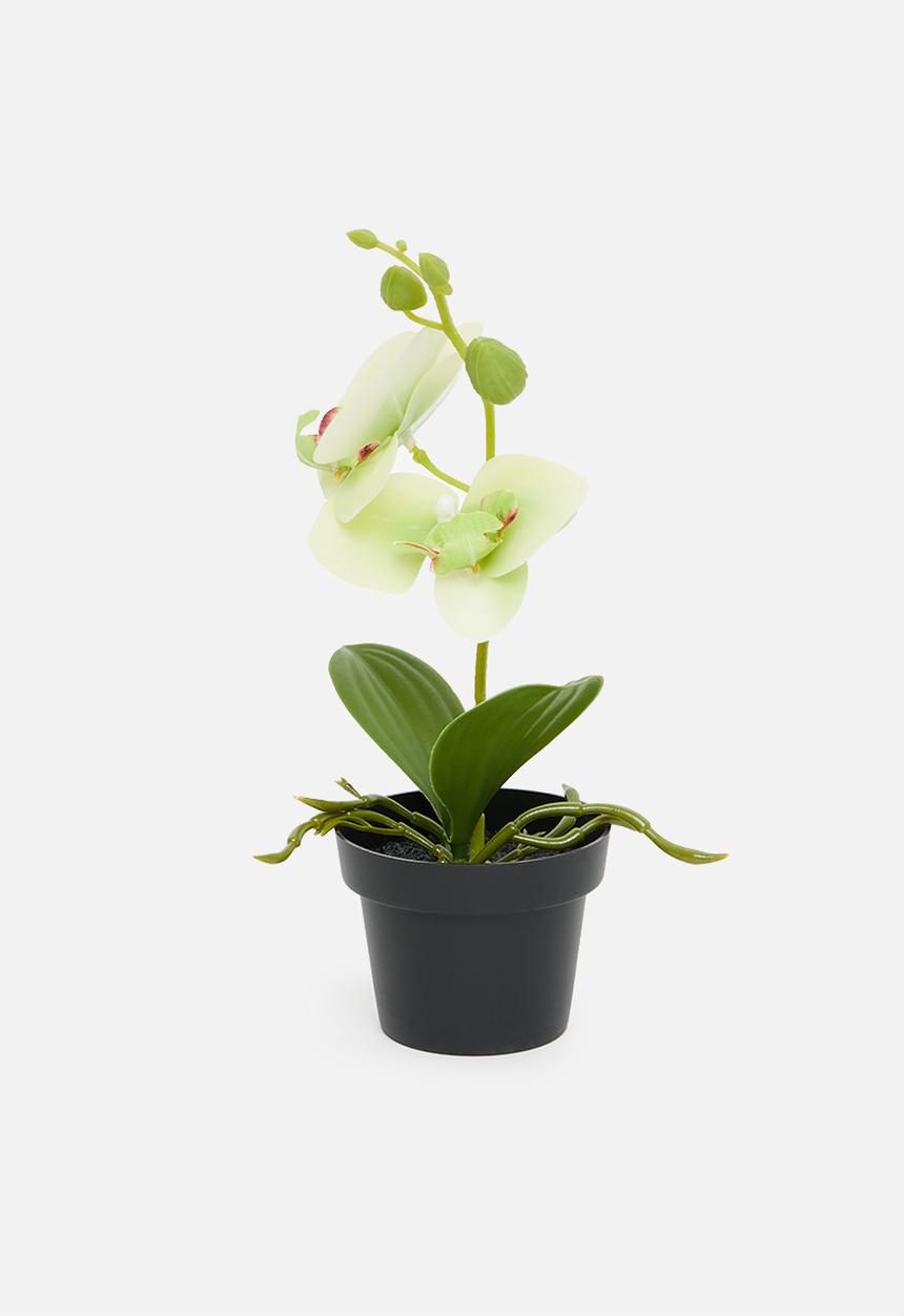 H&S - Artificial orchid in black pot - light green