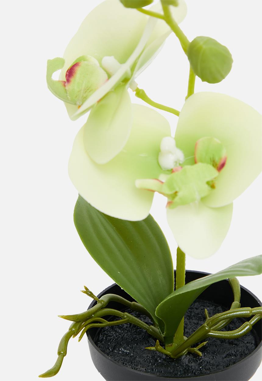 H&S - Artificial orchid in black pot - light green