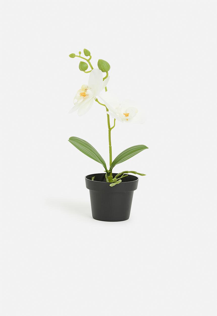 H&S - Artificial orchid in black pot - ivory