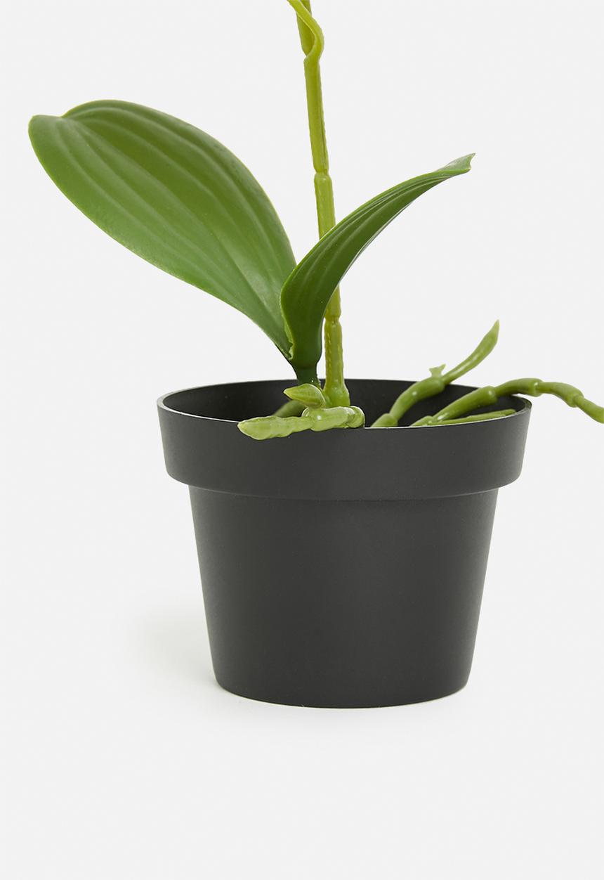H&S - Artificial orchid in black pot - ivory