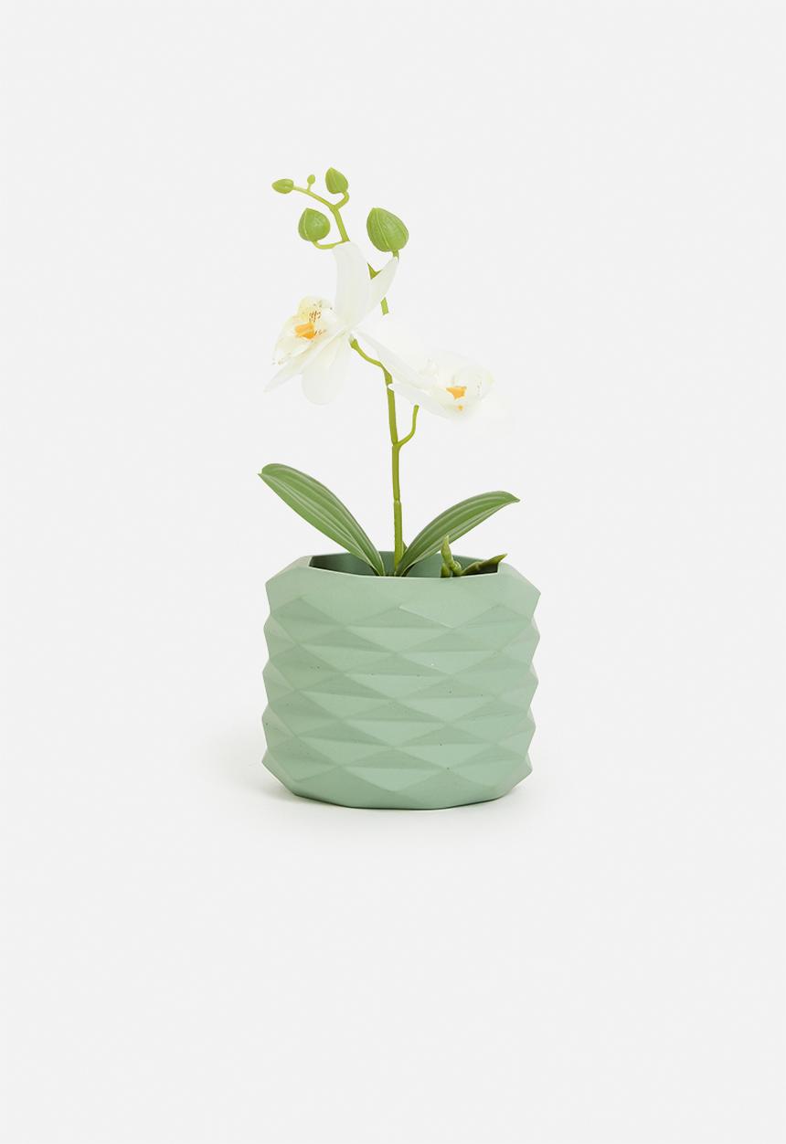H&S - Artificial orchid in black pot - ivory