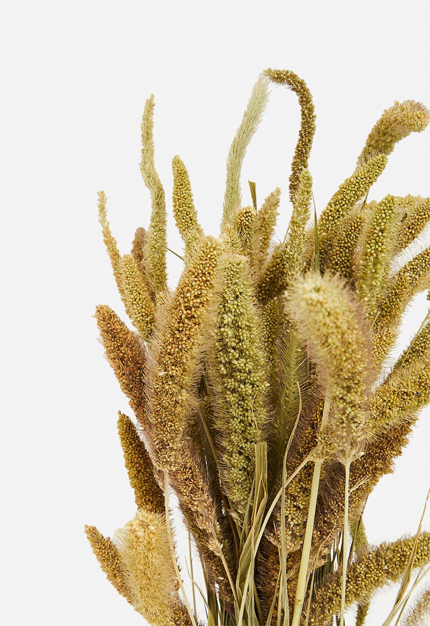 H&S - Dried setaria grass bunch - natural