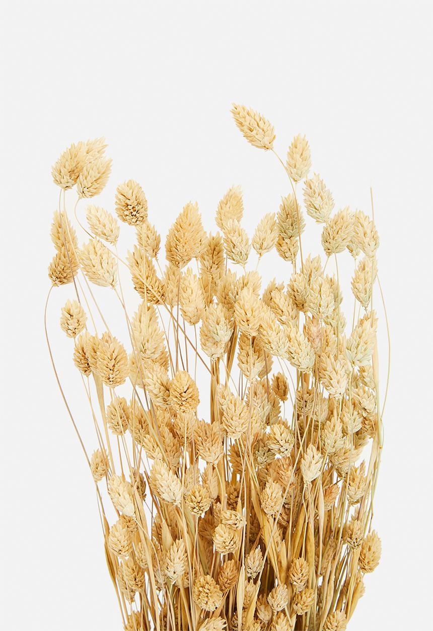 H&S - Dried phalaris grass bunch - natural