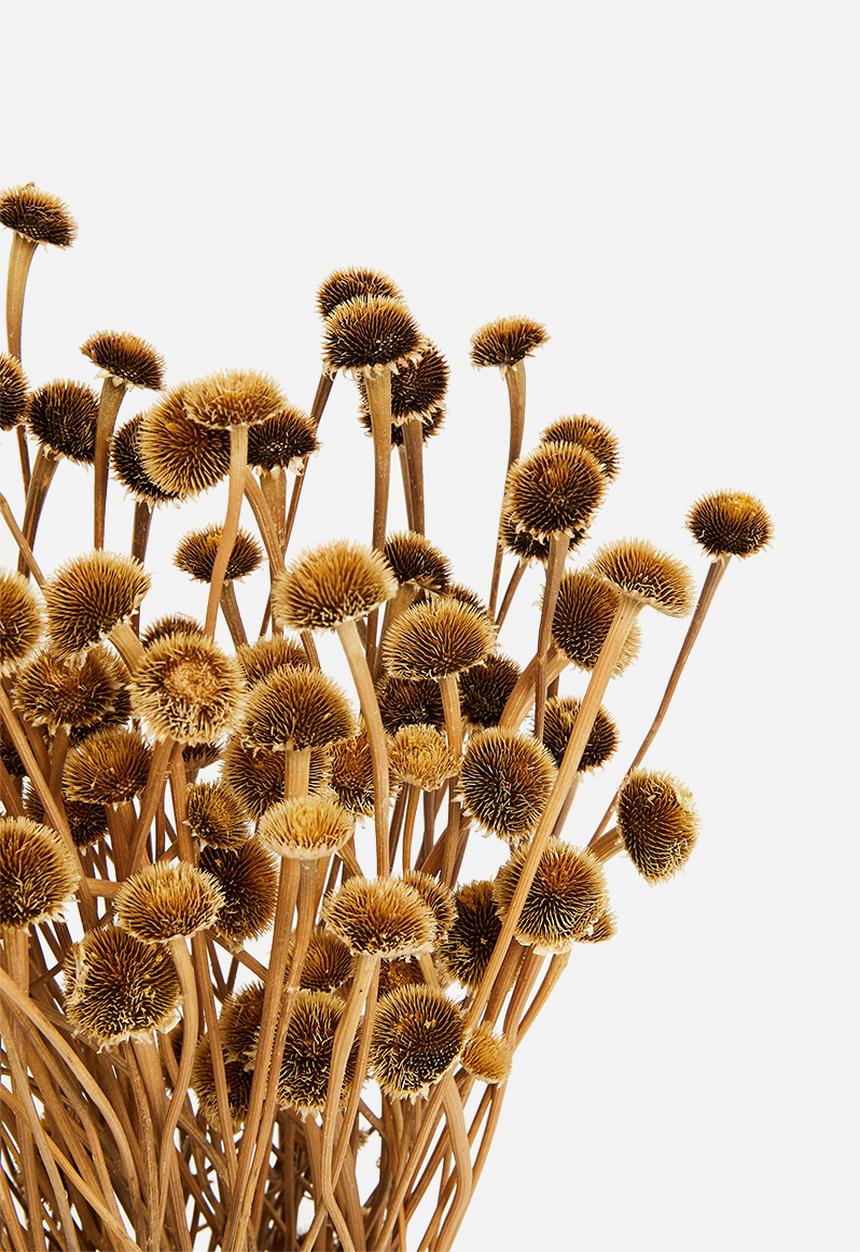H&S - Dried wild daisy flower bunch - natural