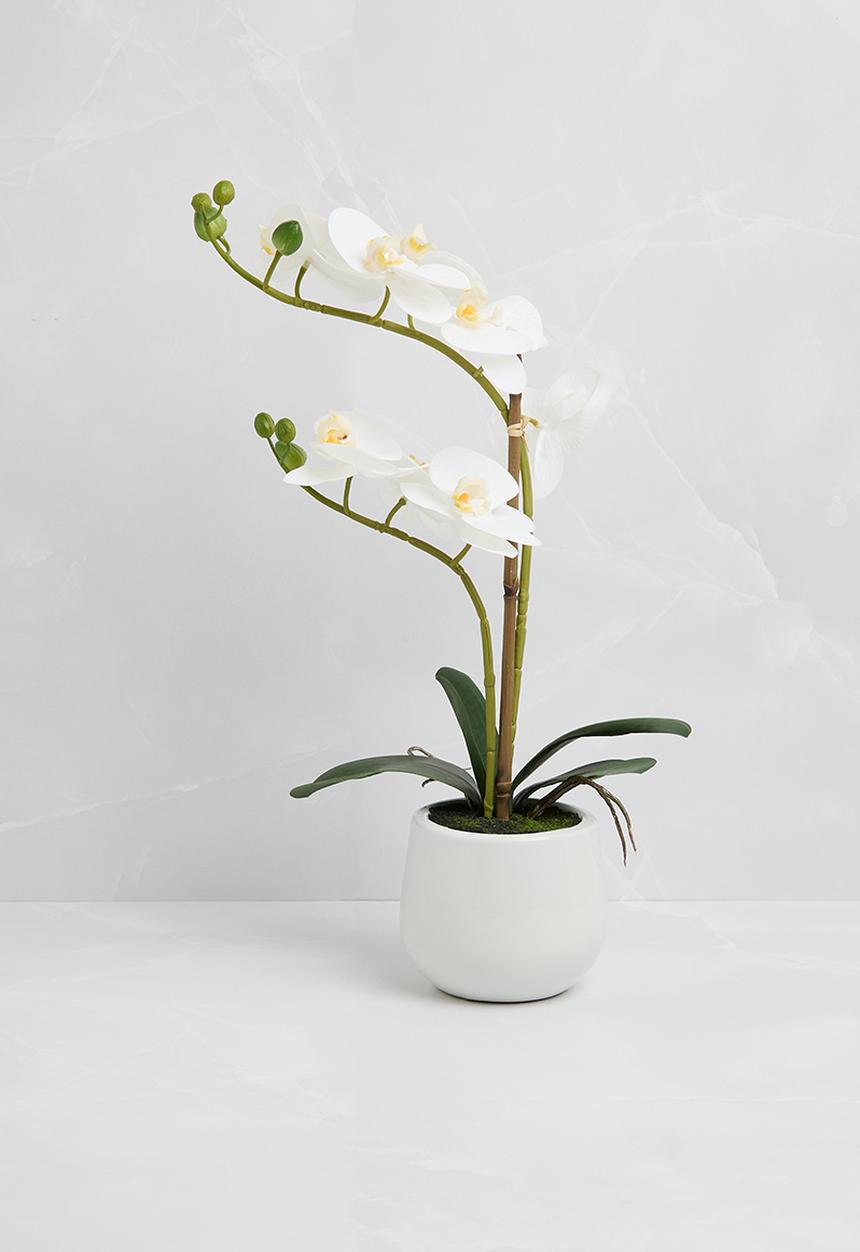 Silk By Design - Phalaenopsis orchid in ceramic pot - white