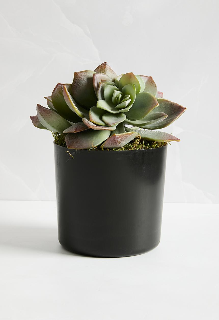 Silk By Design - Succulents in liner - grey