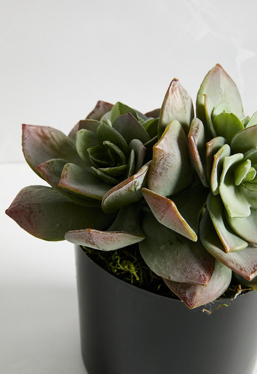 Silk By Design - Succulents in liner - grey