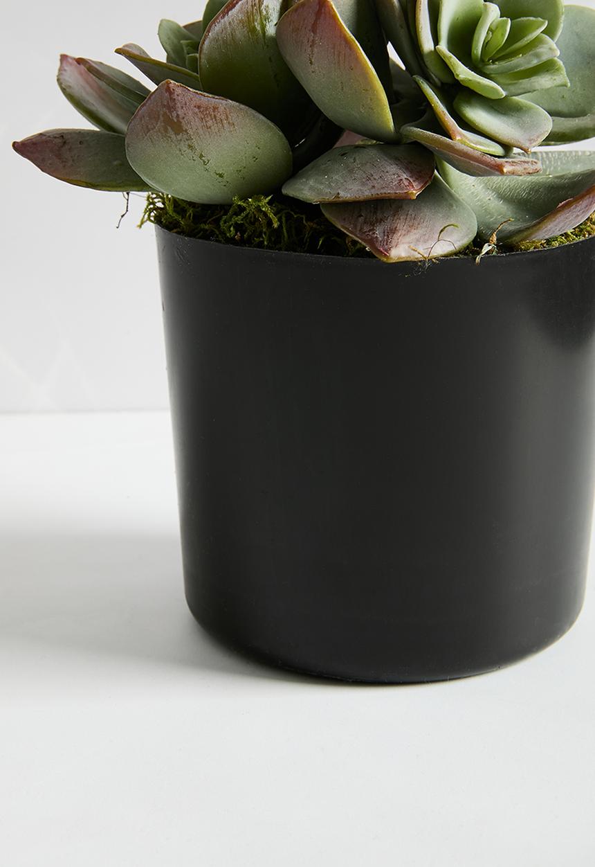 Silk By Design - Succulents in liner - grey