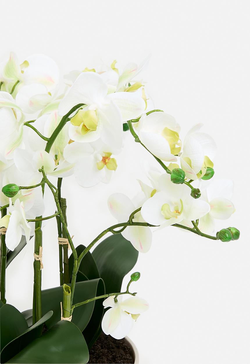 Silk By Design - White Phalaenopsis orchid arrangement - white