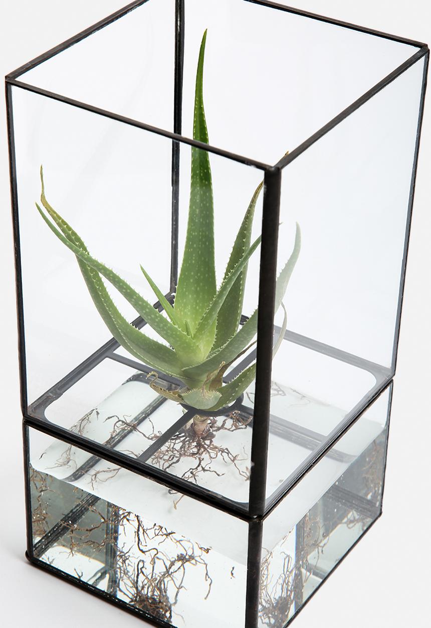 Arkivio - Glass Garden Medium