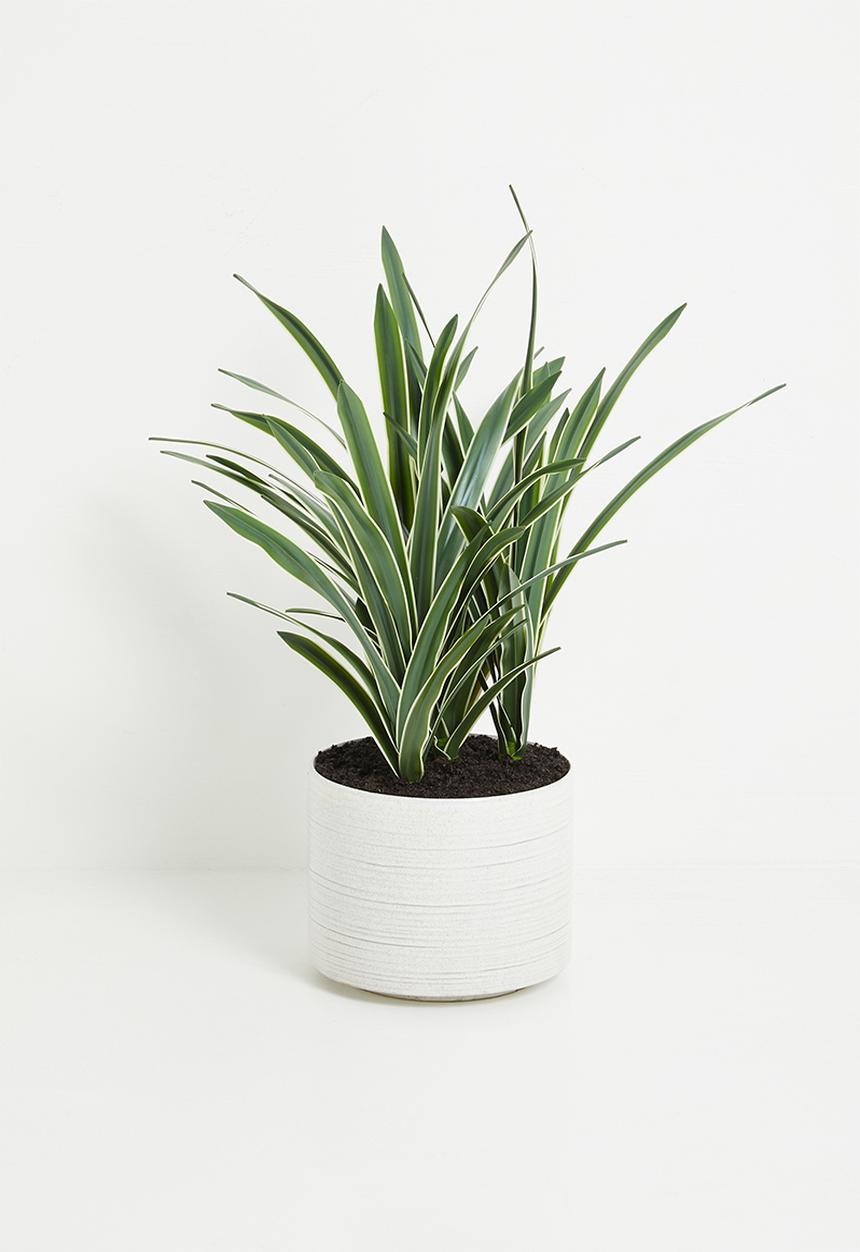 Silk By Design - Potted sanseviera - green