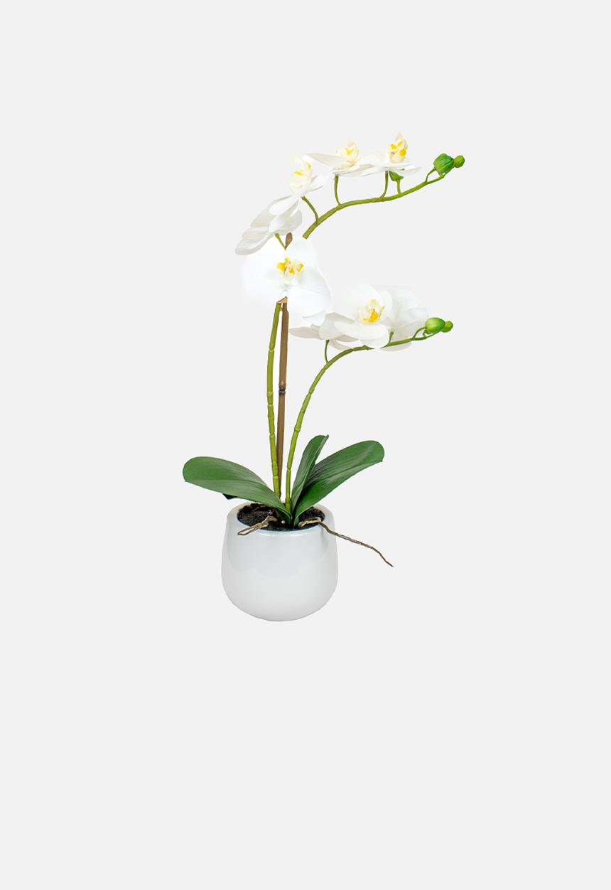 Silk By Design - Phalaenopsis orchid in ceramic pot - white