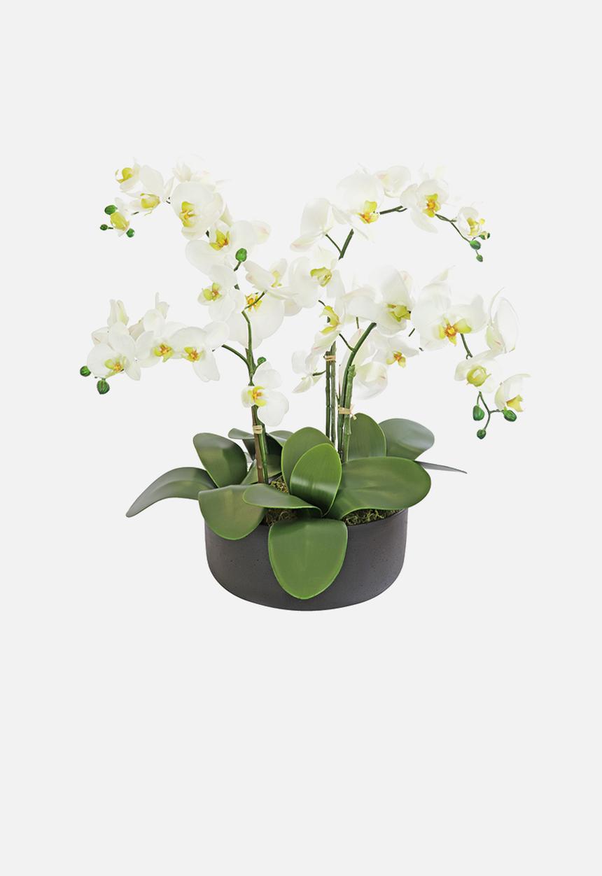 Silk By Design - 4  Stem phalaenopsis orchid arrangement - white