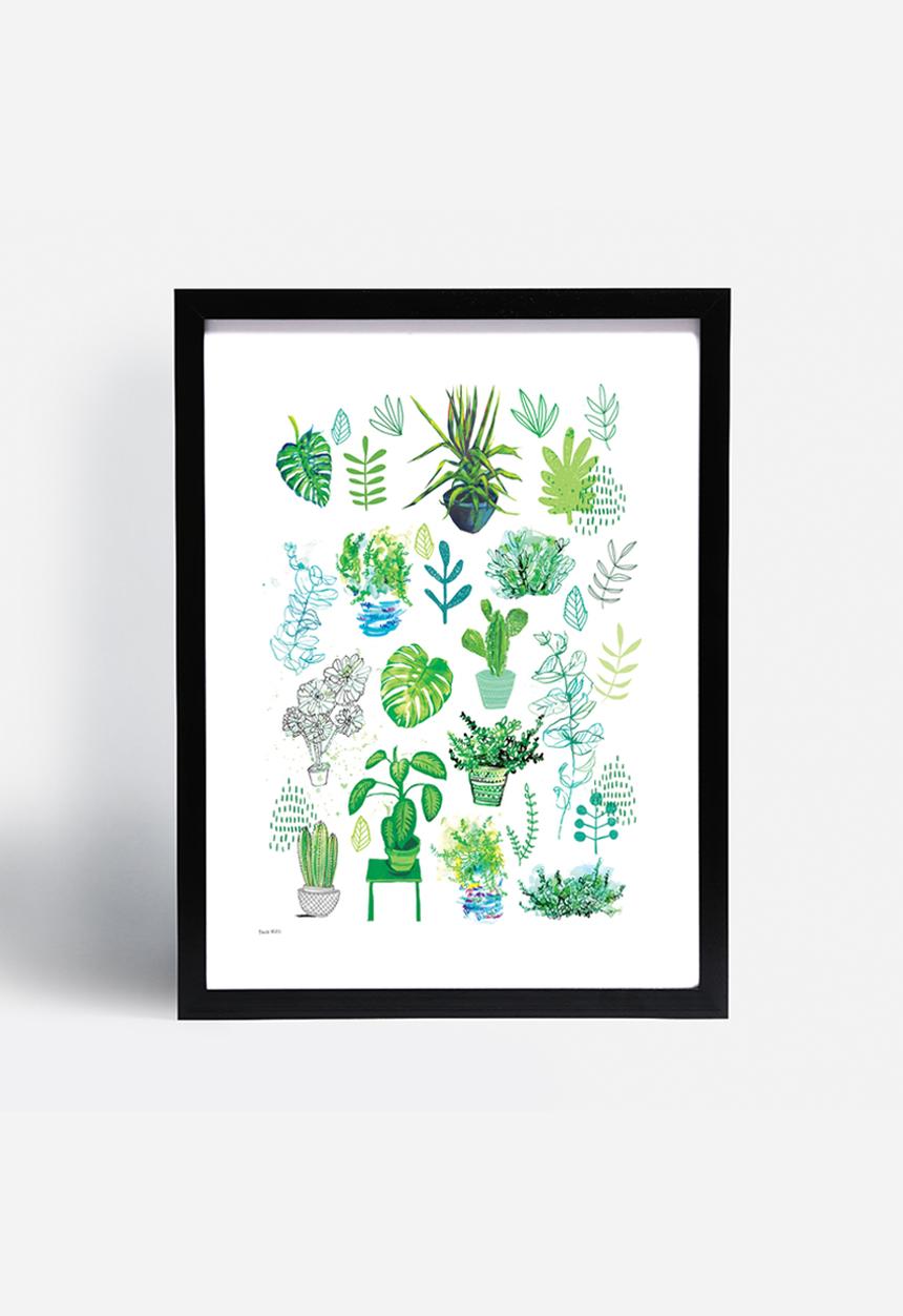 Sweet William - All my plants