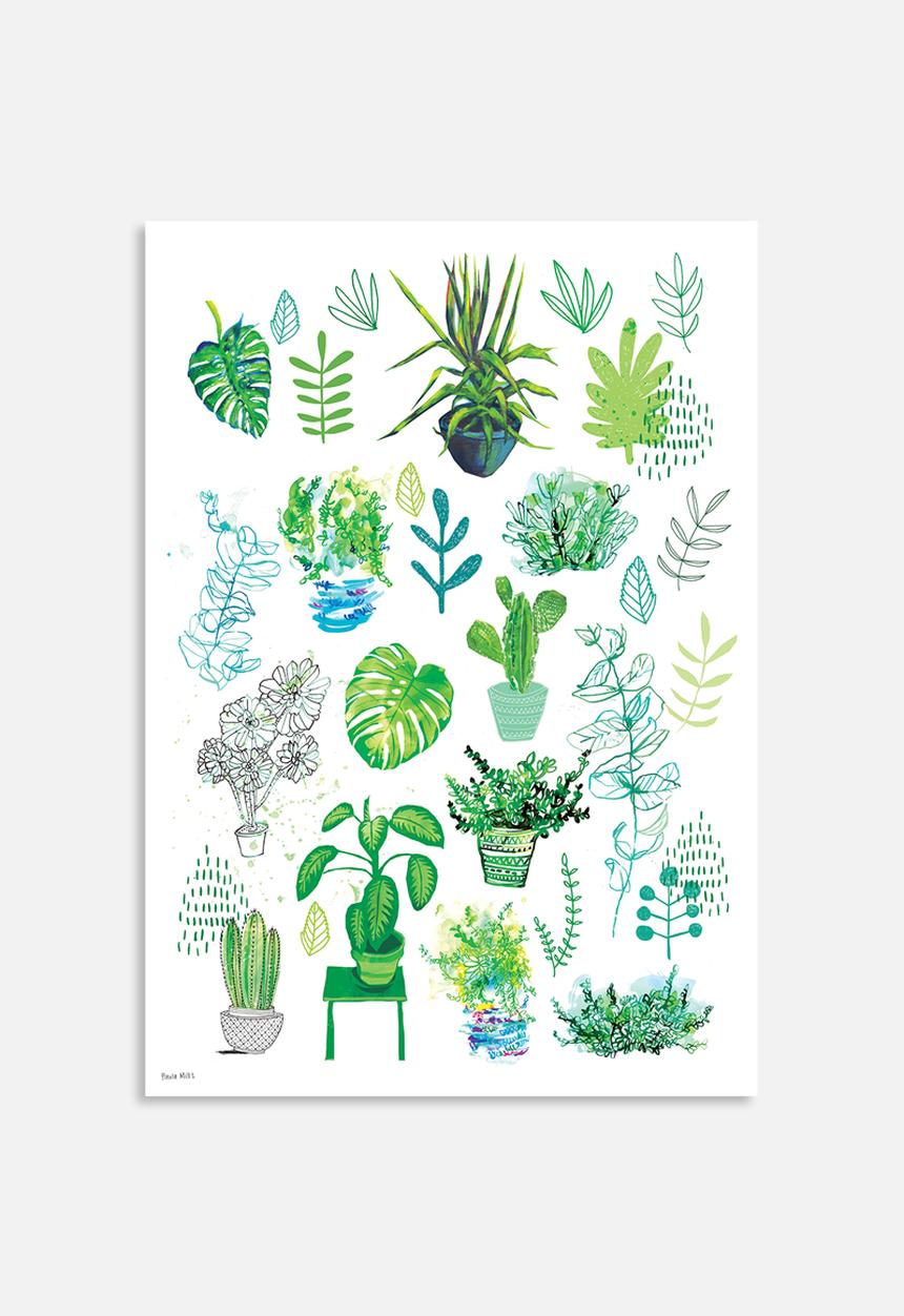 Sweet William - All my plants