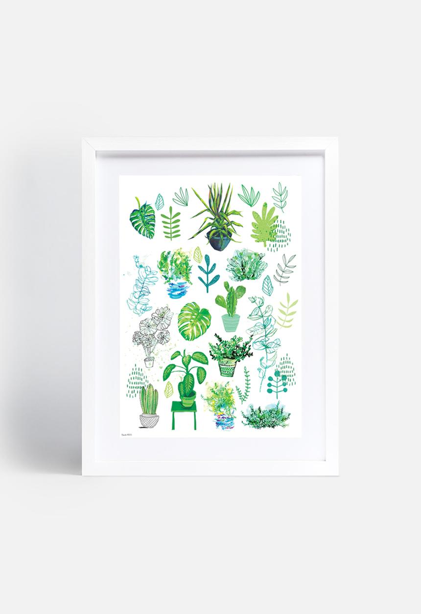 Sweet William - All my plants
