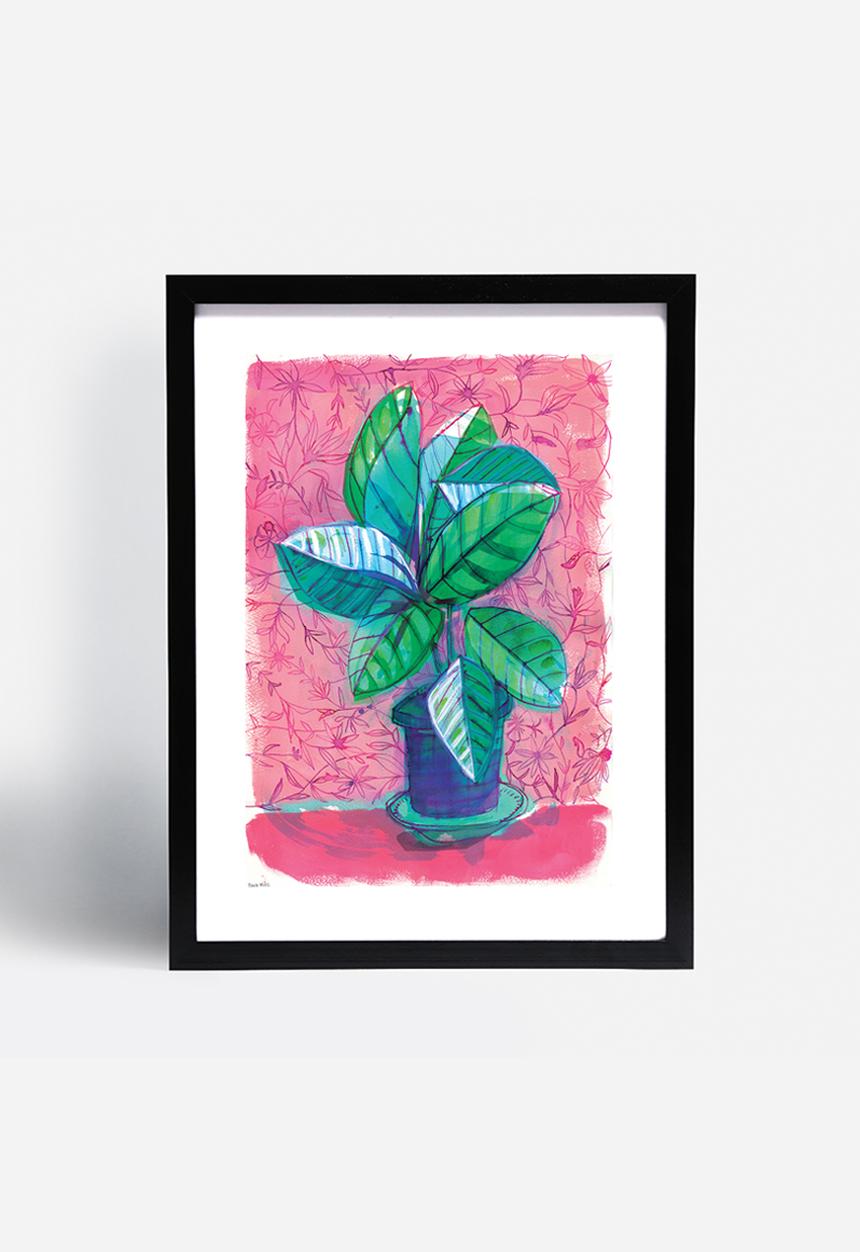 Sweet William - Happy house plant