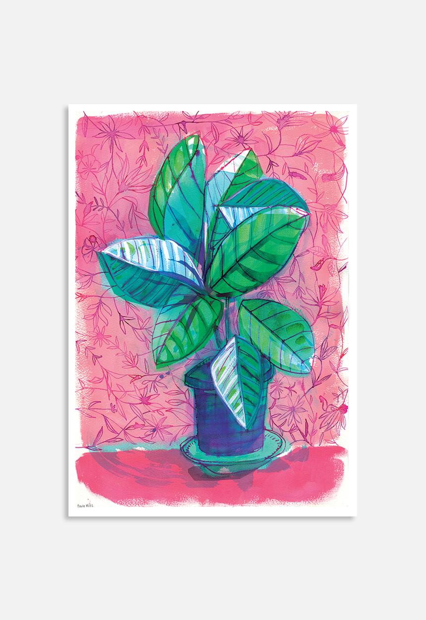 Sweet William - Happy house plant