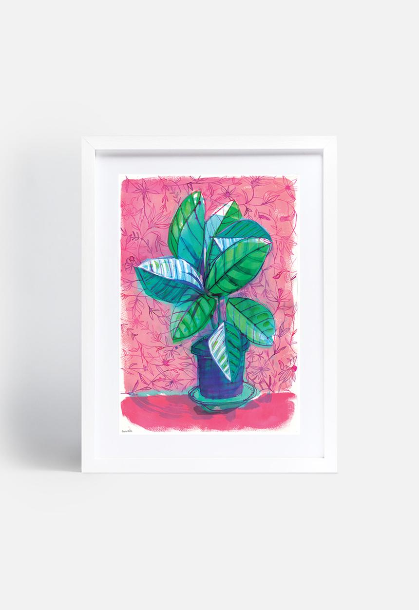 Sweet William - Happy house plant