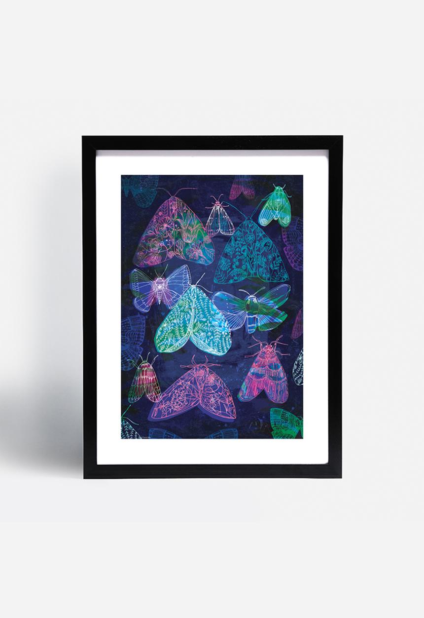 Sweet William - Floral night moths