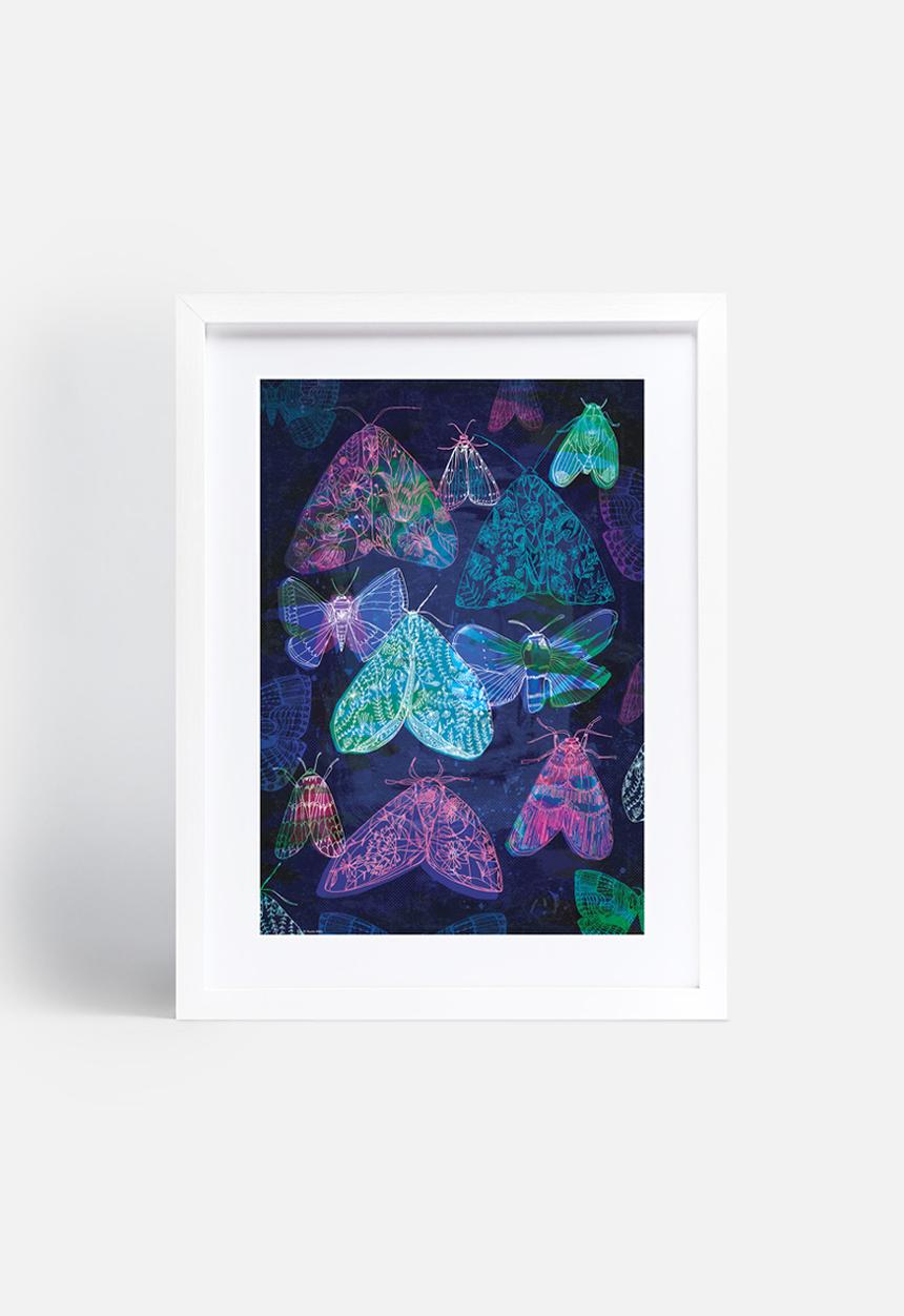 Sweet William - Floral night moths