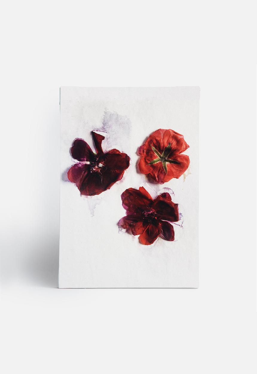 Sixth Floor - Red blooms