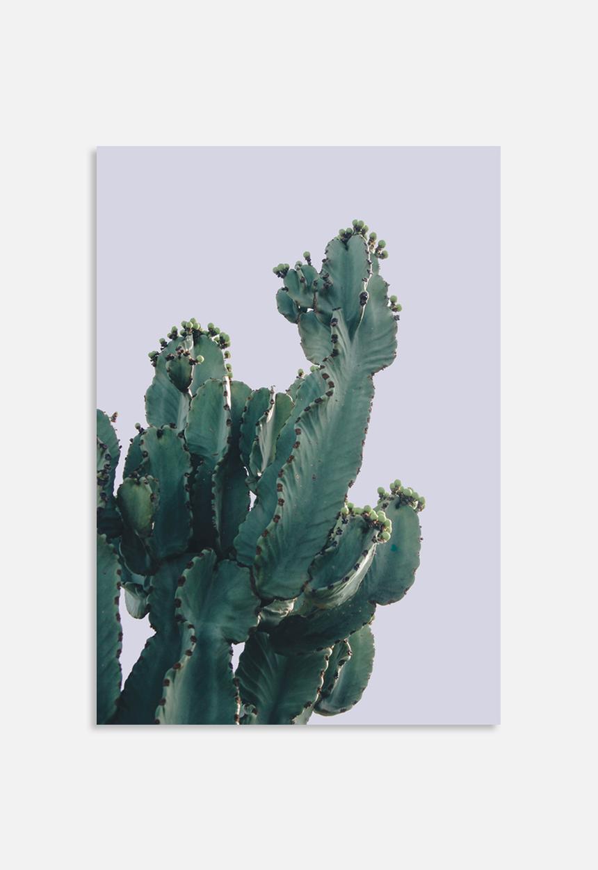 Sixth Floor - West Coast cactus 1
