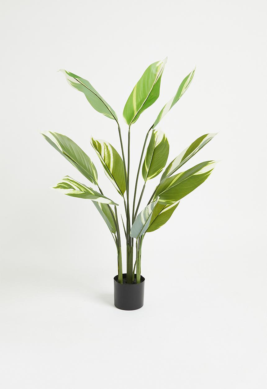 H&S - Artificial Jade plant in pot - Green