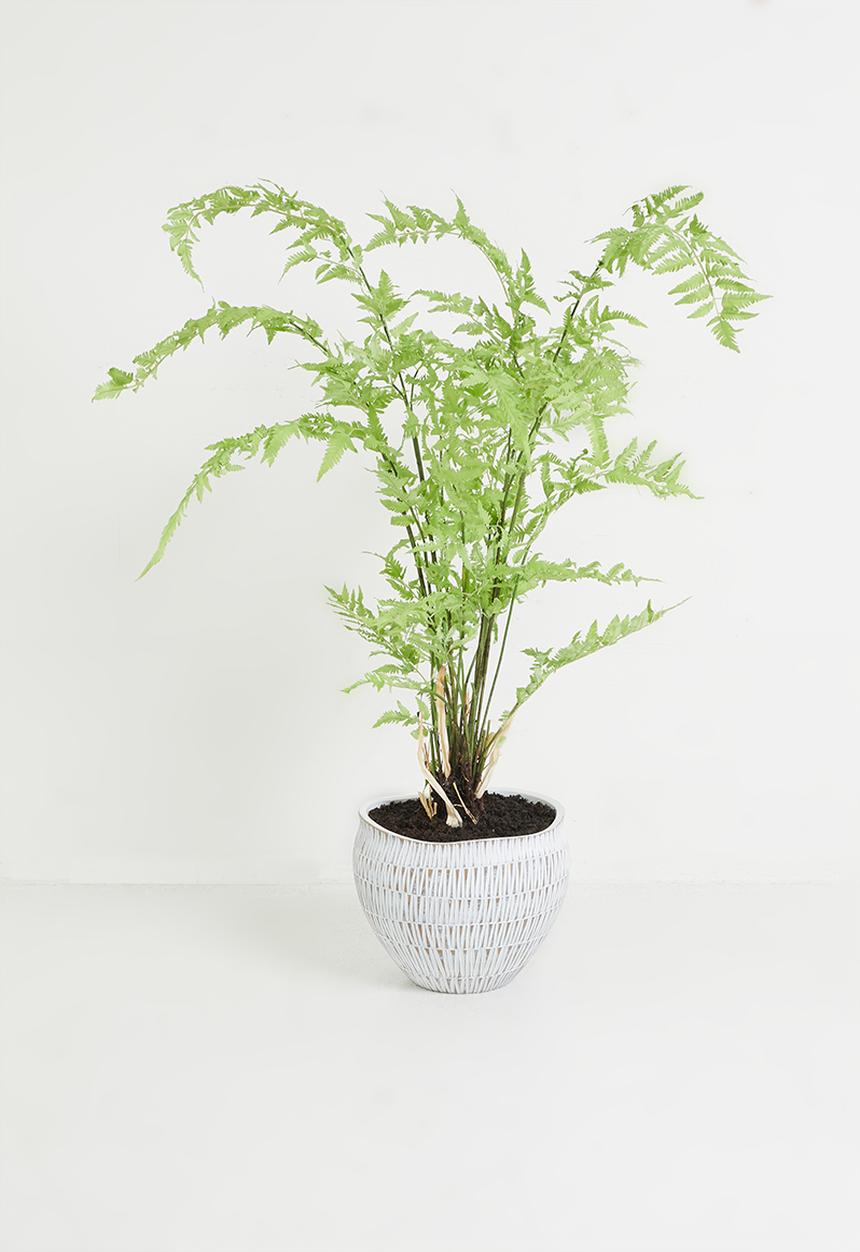 Silk By Design - Fern Plant In Stripped Planter - white