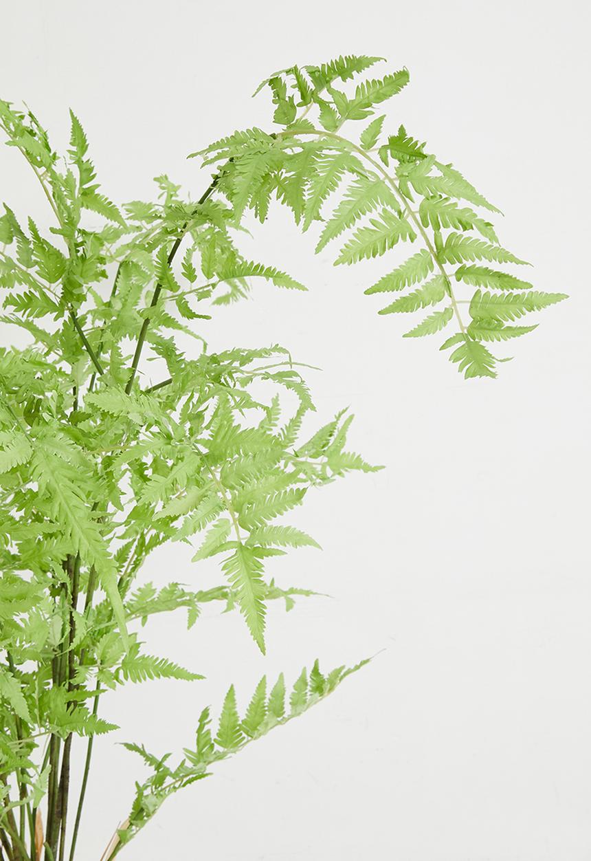 Silk By Design - Fern Plant In Stripped Planter - white