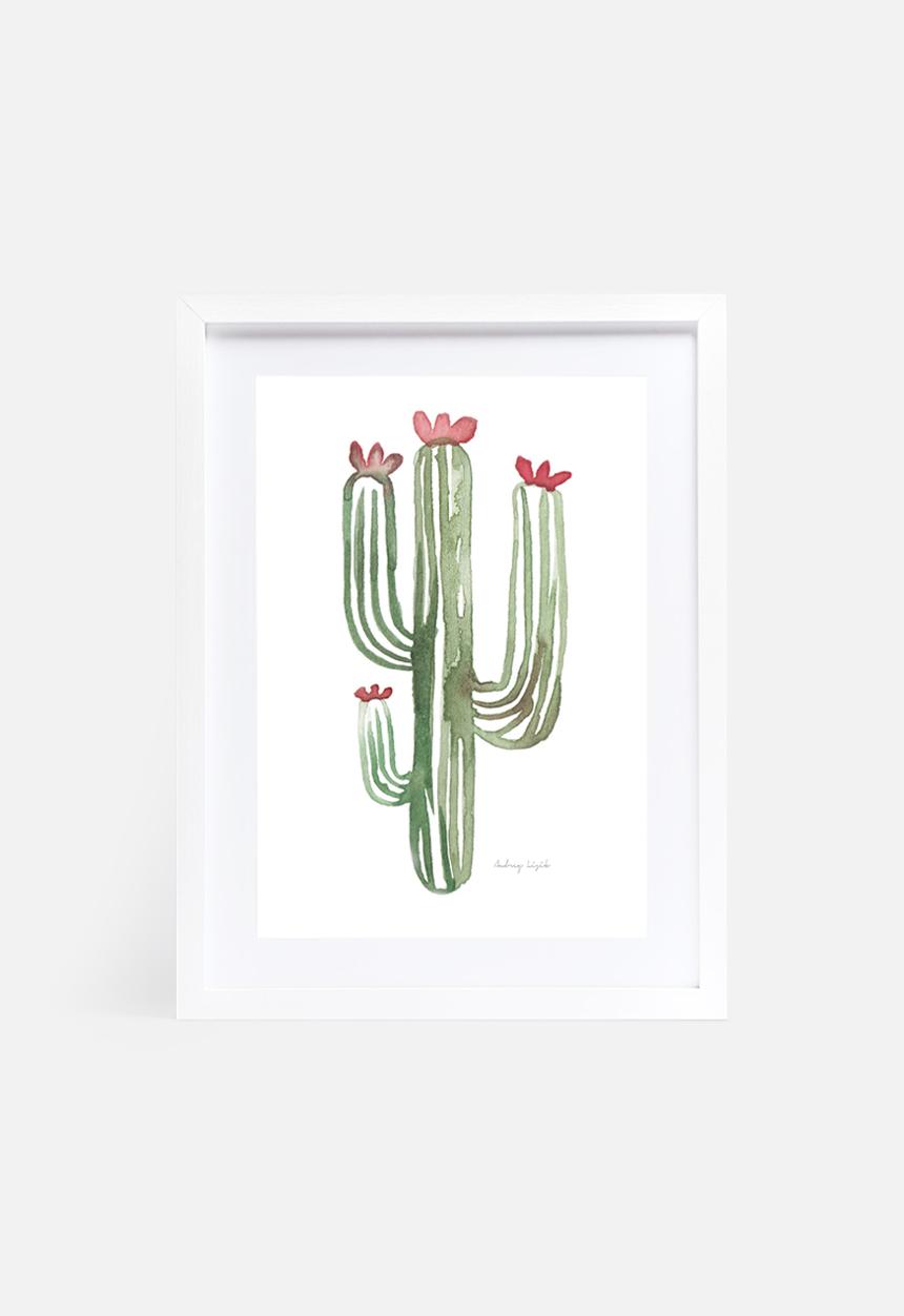 Stohne - Cactus cacti
