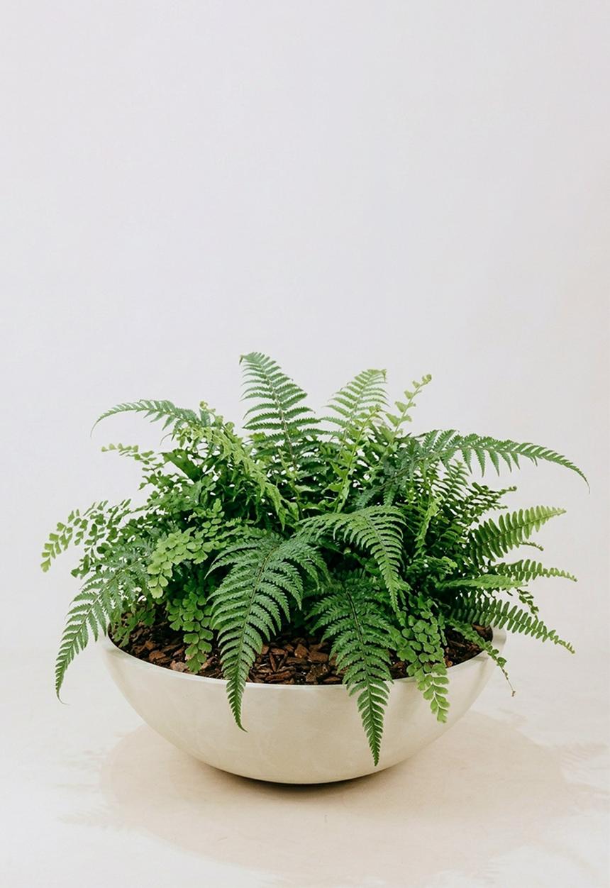 Noha - Kopo Planter Large - 800Dia - Cream