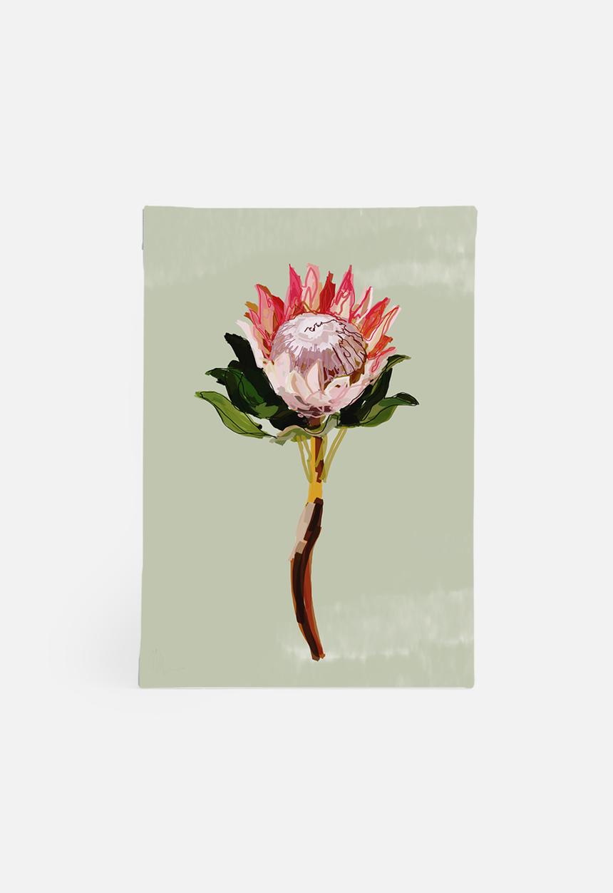 Sarah Allderman - Protea 1