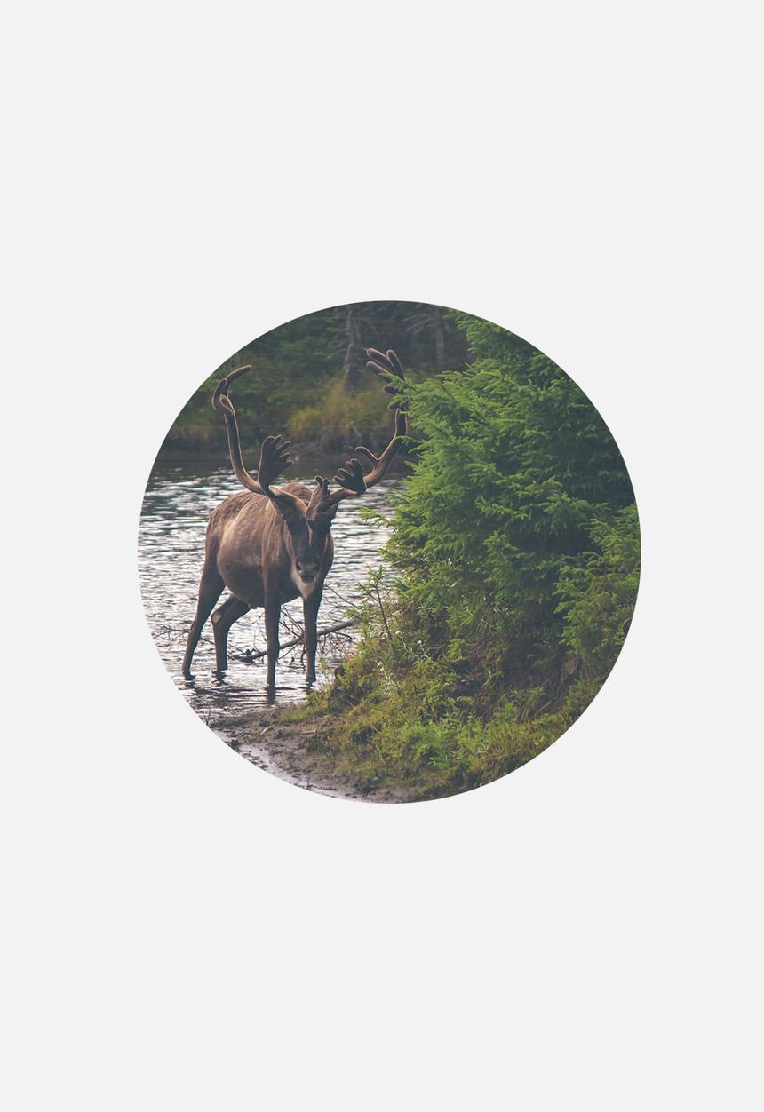 Superbalist Wall Decals - Wanderlust Wall Dots